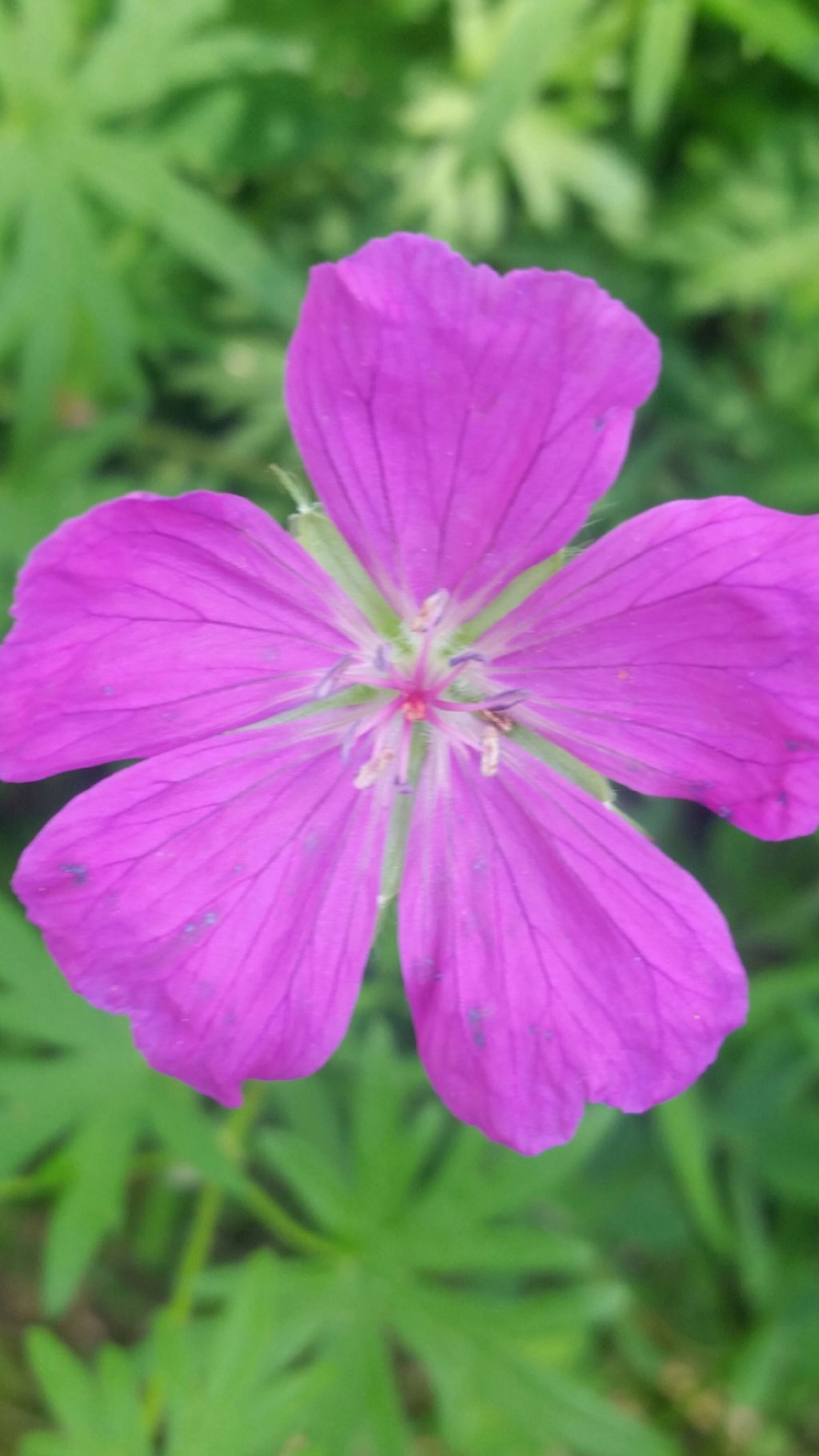 Geranio?  S, Geranium sanguineum